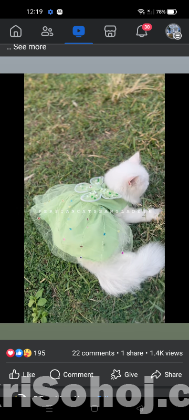Punch face pure Persian adult female cat long coat